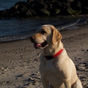 Hund am Strand