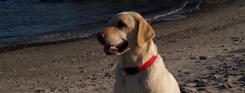 Hund am Strand